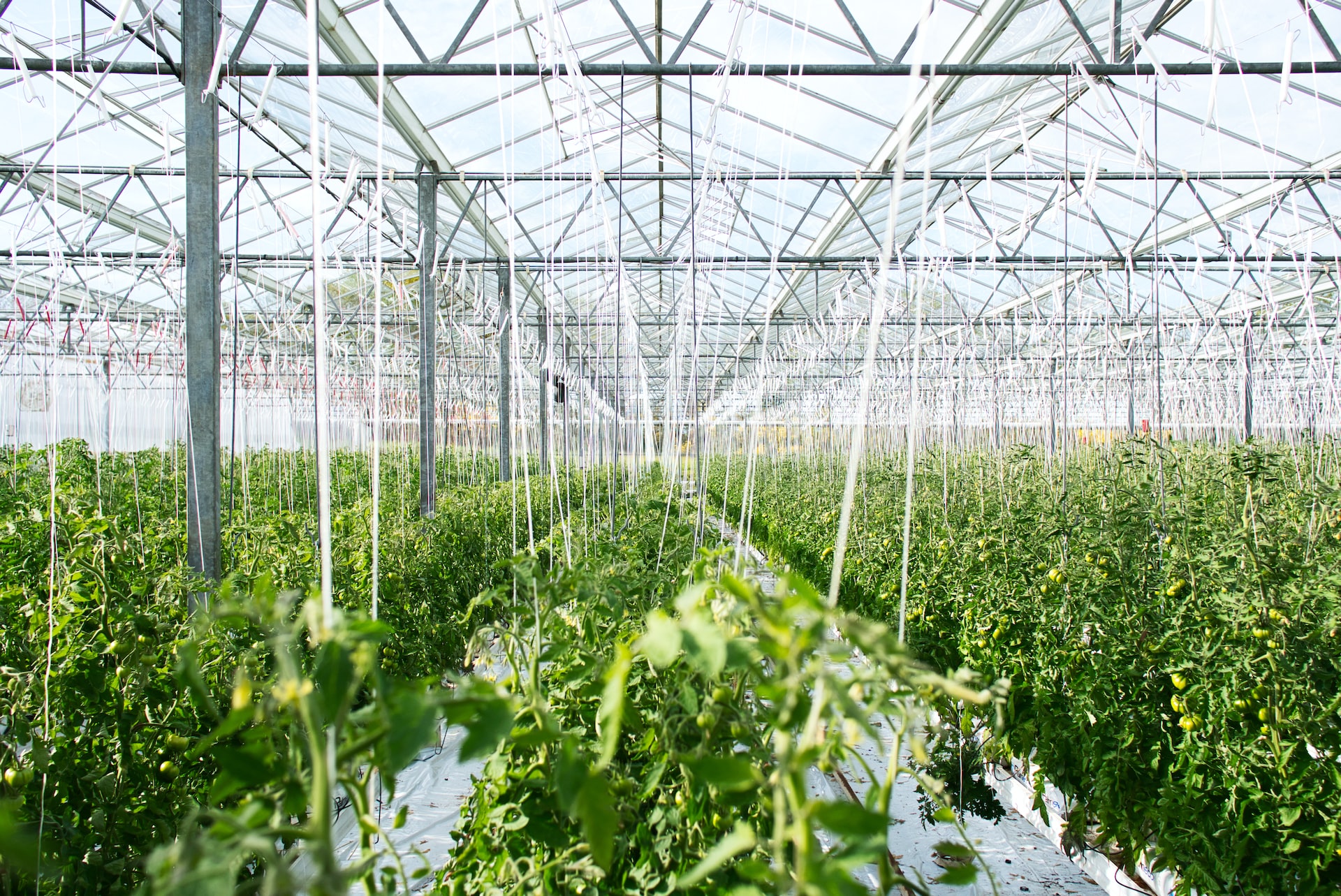 Riesige Gewächshäuser im Komitat Csongrád-Csanád / Huge greenhouses in Csongrád-Csanád county