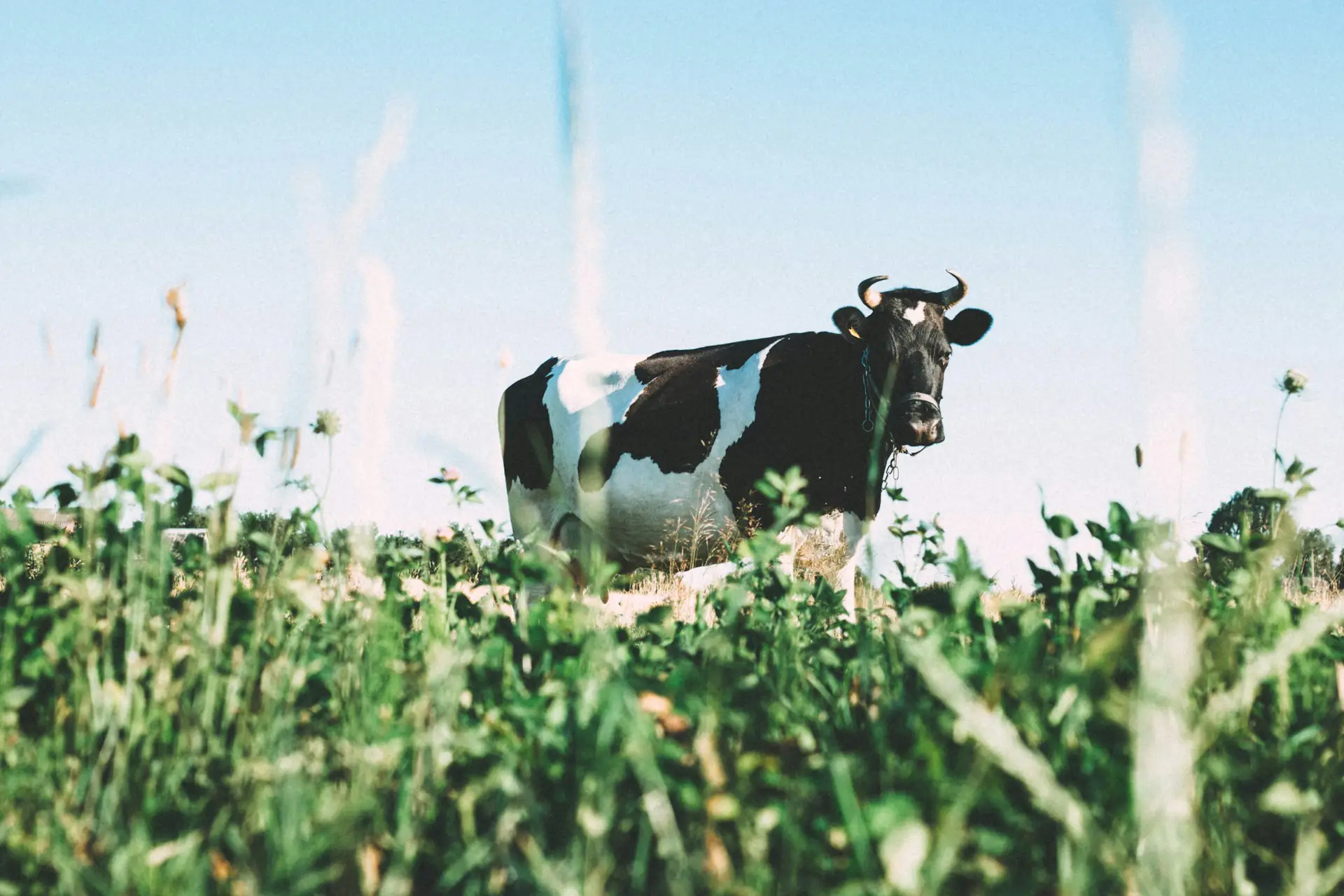 Bonafarm - Akquisition von Friesland Romania / Bonafarm – Acquisition of Friesland Romania