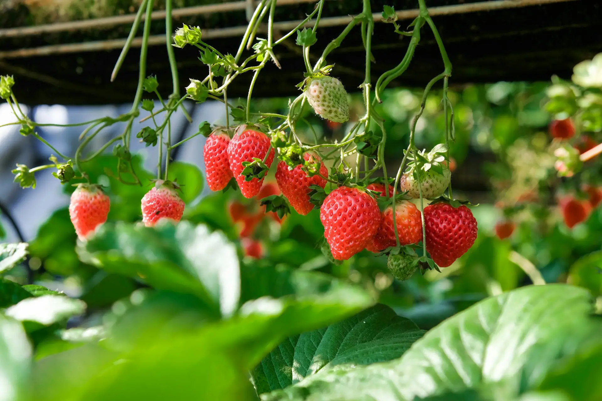Veresi Paradicsom Kft. - Neues Verfahren für Erdbeeranbau / Veresi Paradicsom Kft. – New method for strawberry cultivation